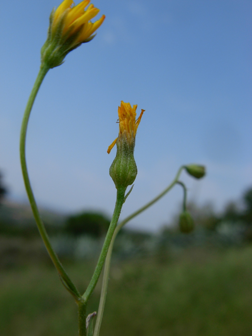 Crepis neglecta subsp. neglecta / Radicchiella minore